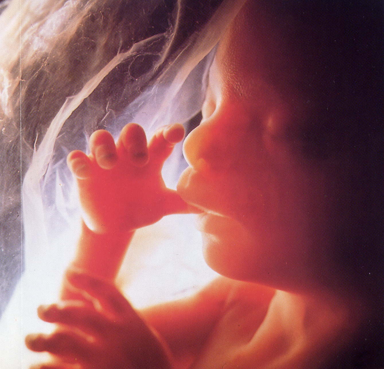 babies in womb