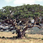 The Sycamore tree of first century Palestine was actually a fig tree. 
