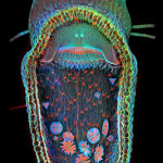  A humped bladderwort Utricularia gibba, aquatic carnivorous plant, with single-cell organisms inside. 