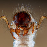  Head and legs of a caddisfly larva: Sericostoma sp., a benthic macroinvertebrate that can be used for freshwater biomonitoring; because it is relatively sensitive to organic pollution and dies if water is dirty, it is a good indicator of water quality.