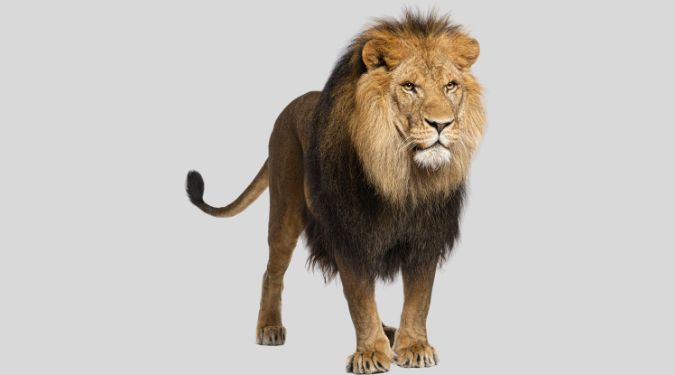 Is Aslan on the move?
